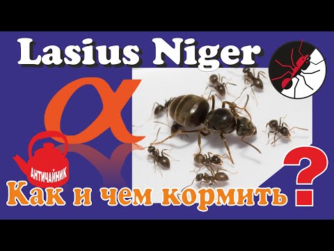 Видео: Муравьи. Как и чем кормить Lasius Niger? Античайник!