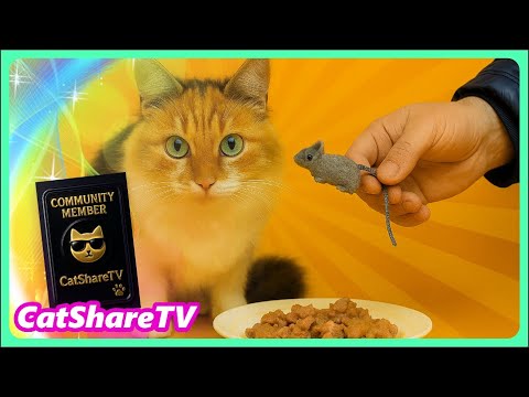 Видео: Люся Пришла Голодная Но С Надеждой В Глазах! 🔥