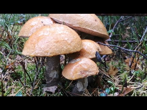 Видео: Вот уж не ожидал такого