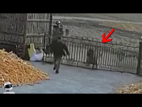 Видео: Дикий Тигр Снёс Ворота / Случаи с Животными 1 на 1000000 Снятые На Камеру