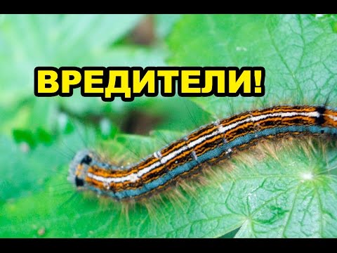 Видео: ВРЕДИТЕЛИ! ГУСЕНИЦЫ сожрали три сосны за ночь!