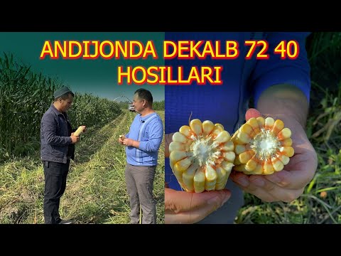 Видео: Dekalb 72 40  Хосиллари Андижон.   #agro_arena #vesagro #urugchilik