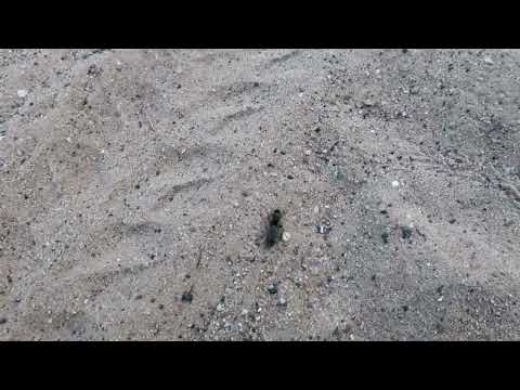 Видео: Чайки Весьегонска. 6 серия:  На крыло. Поиск пищи