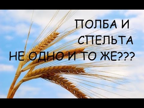 Видео: ЧТО ТАКОЕ ПОЛБА И СПЕЛЬТА? Это не одно и то же?