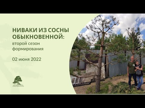 Видео: Формирование сосны обыкновенной (2 сезон)