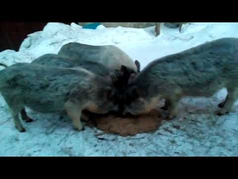 Видео: Поросята кармалы, знакомство