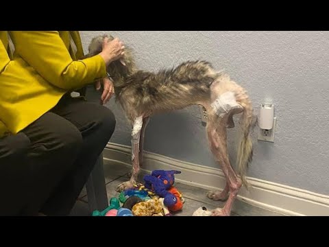 Видео: Этот худенький хаски наконец-то находит любовь и снова начинает доверять людям!