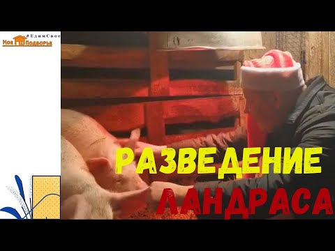 Видео: Порода свиней ЛАНДРАС. "Мое Подворье"
