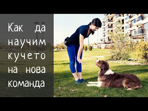 Видео: Как да научим кучето на нова команда