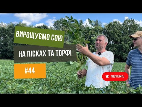 Видео: Вирощуємо 🚜 сою  на пісках та торфі. Технологія від Дробязко.