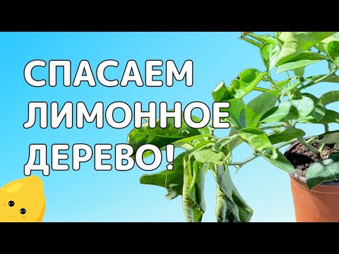 Видео: ПРЕОБРАЖЕНИЕ молодого ЛИМОННОГО ДЕРЕВА | Как вдохнуть в погибающее растение новую жизнь?