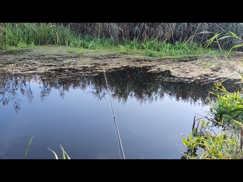 Видео: Вот это монстр клюнул!!!! Не только удочку, но и меня в воду утянул!!!!! 