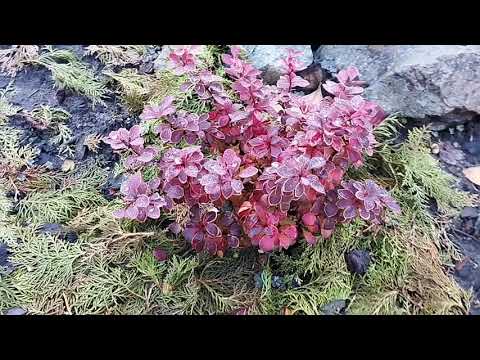 Видео: 🍃Очередные истории про растения🌿