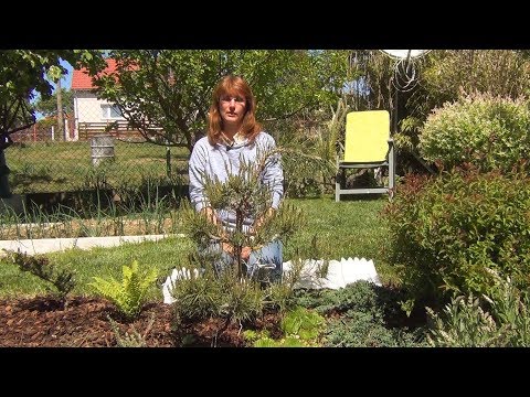Видео: Формирование кроны сосны (ч.8).