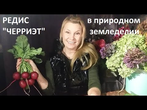 Видео: Редис от А до Я в природном земледелии