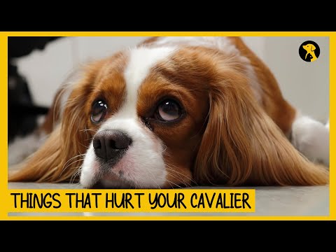 Видео: 5 вещей, которые эмоционально ранят вашего кавалер-кинг-чарльз-спаниеля