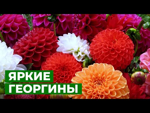 Видео: РЕАНИМАЦИЯ КЛУБНЕЙ ГЕОРГИНЫ | Проращивание георгин для раннего цветения