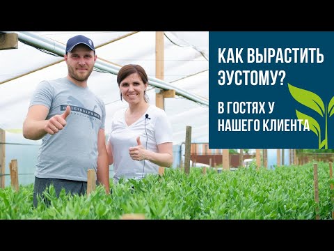 Видео: ВЫПУСК #1   Как вырастить ЭУСТОМУ?