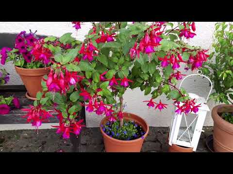 Видео: фуксии,  вторая часть моей коллекции #фуксии # 🌺🌺🌺🌺🌺🤩