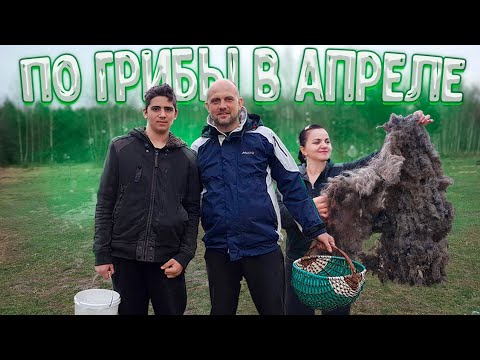 Видео: В этот выходной мы открыли грибной сезон и начали сезон стрижки овец . Грибы в апреле 2021 года .