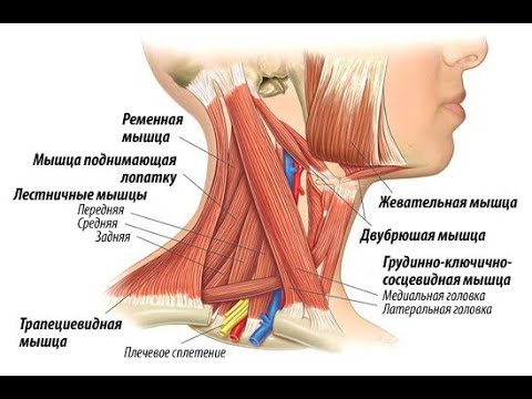 Видео: Мойын бұлшықеттері.Алдыңғы топ ортаңғы топ және артқы топ