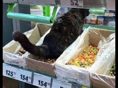 Видео: 😺 Месть кота! 🐈 Видео смешных котов, котят и собак! 😻