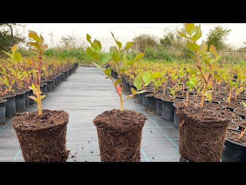 Видео: Обрезка голубики в первый год после посадки