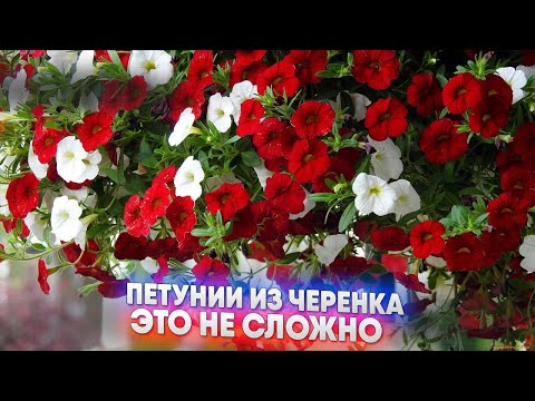 Видео: Размножение петуний черенками