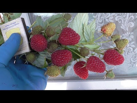 Видео: МАПЕМА - ранний сорт ремонтантной малины. // 15.08.2019г.