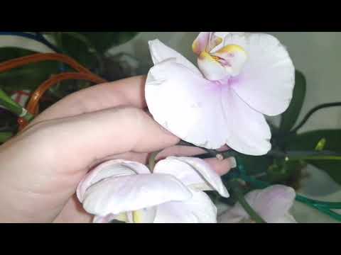 Видео: Как спасти орхидеи от тли