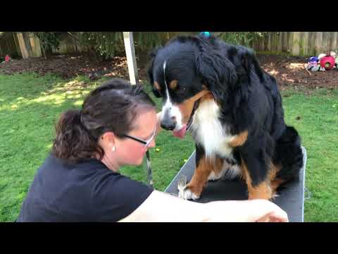 Видео: Видео по уходу за собакой: второе видео о том, как подстричь лапы бернского зенненхунда