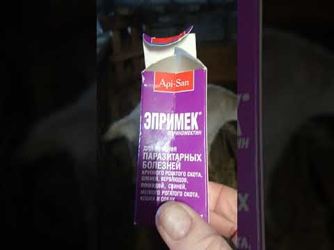 Видео: Кашляет коза, что делать?