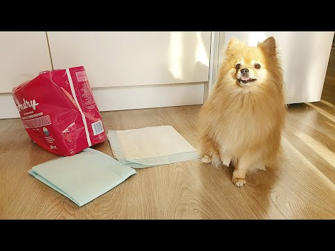 Видео: Как приучить щенка к пеленке? Опыт шпицинки Баси!