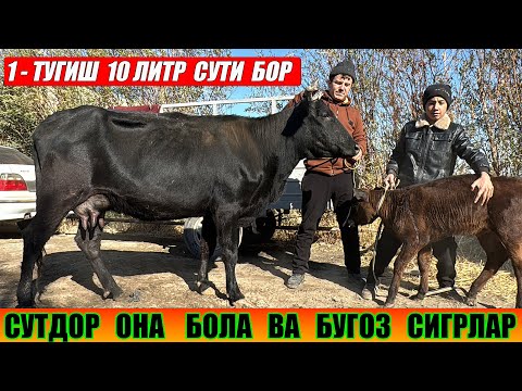 Видео: СУТДОР  ОНА   БОЛА  ВА БУГОЗ  СИГРЛАР    РУЗИВОЙ  ОГА