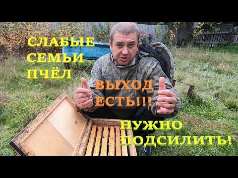 Видео: Слабые СЕМЬИ ПЧЁЛ в ЗИМУ нужно усилить/Мало мёда, не беда, зимуем на 1/3 рамках корма под контролем!