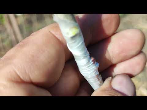 Видео: Хурма: весняне щеплення окуліровкою