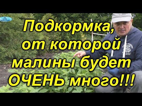 Видео: Наша "фирменная" подкормка для малины. [Весенняя подкормка малины!]