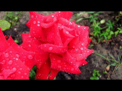 Видео: Вырастить розы из черенка - это несложно
