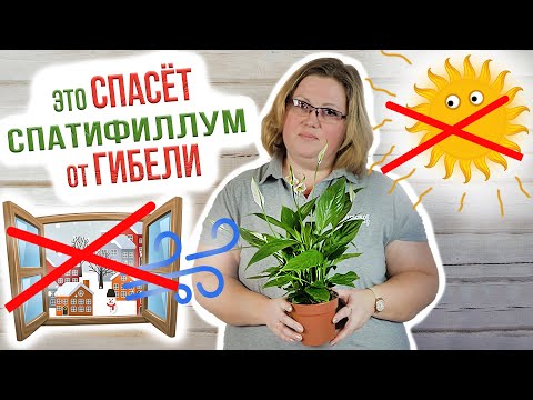 Видео: Спатифиллум: уход и пересадка после покупки. Как ухаживать за спатифиллумом в домашних условиях?