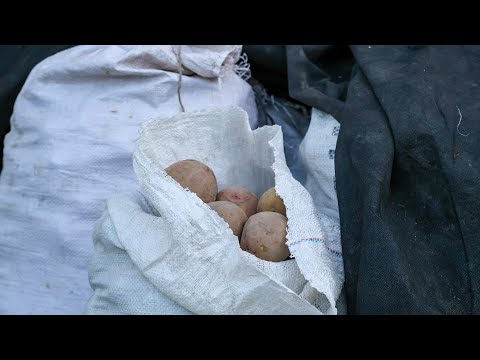 Видео: Ціна картоплі 18-20 грн.Але хочуть по 10 ще і з доставкою в хату