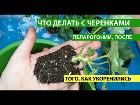 Видео: Перевалка ЧЕРЕНКОВ ПЕЛАРГОНИИ, когда появились корни, выбираем грунт и новые горшки