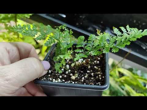 Видео: Обзор растений в коридоре. Стеллажное выращивание🍀🌿🏵️#комнатныерастения #растения #цветы