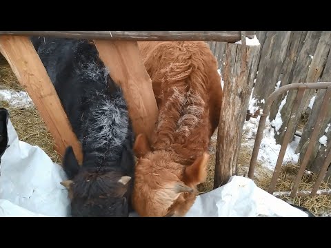 Видео: Холодно ли быкам  зимой?