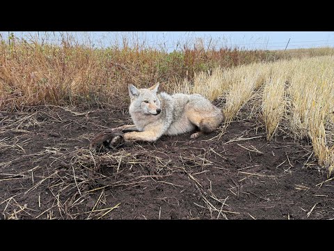 Видео: Эпизод 6 LBL Мистер Фэнси Штаны #горныелюди #historychannel #coyotetrapper #offgrid