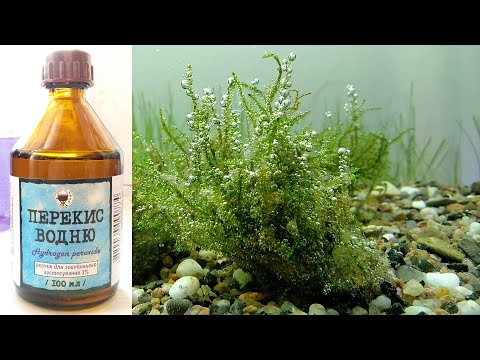 Видео: Борьба с черной бородой и бурыми водорослями в аквариуме/Fighting black beard and kelp in an aquariu