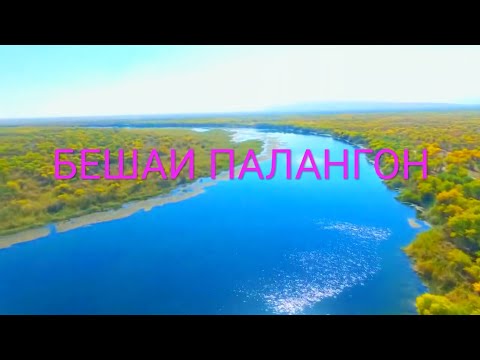 Видео: САЙЁХ ДУСТИ (ДЖИЛИКУЛ)