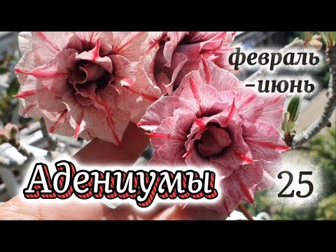 Видео: Несколько месяцев из жизни Адениумов