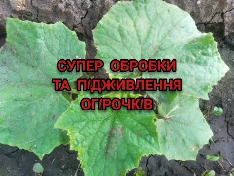 Видео: ОГІРКИ-ПІДЖИВЛЕННЯ ТА ОБРОБКИ-ВРОЖАЮ БУДЕ МОРЕ!!?