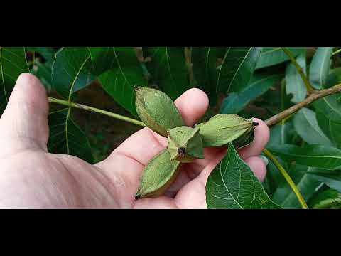 Видео: Орех пекан 50-летние исполинские деревья.