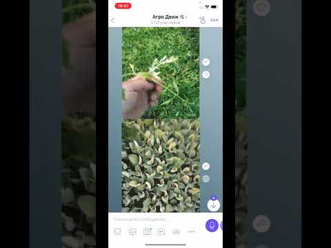 Видео: Срочно убрать с теплицы - TSWV вирус на томате